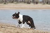 BOSTON TERRIER 376